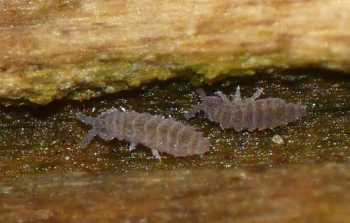 Ceratophysella sp.